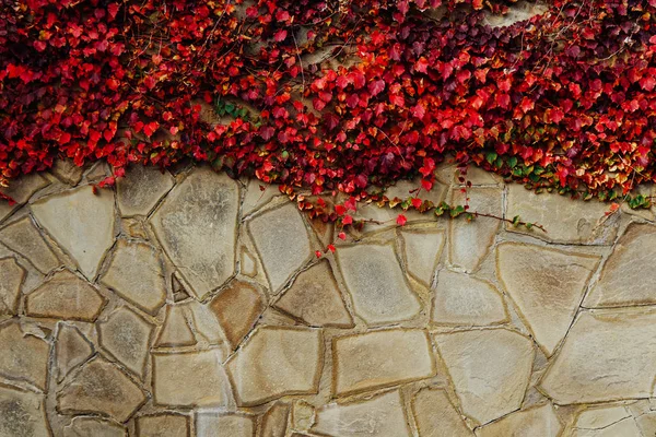 wall with red leaves structure background vintage