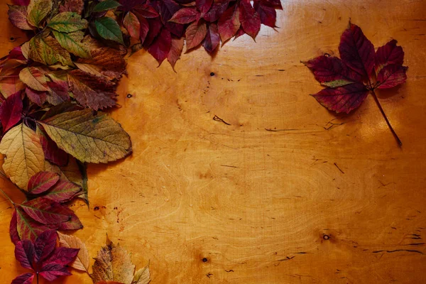 Outono fundo amarelo e vermelho folhas da árvore Board — Fotografia de Stock