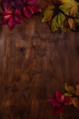 sonbahar arka plan sarı ve kırmızı sonbahar yaprakları