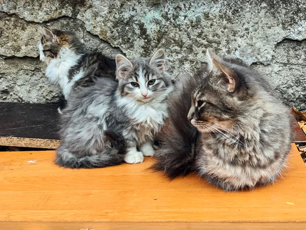 Мама уличной кошки с маленькими котятами на прогулке — стоковое фото