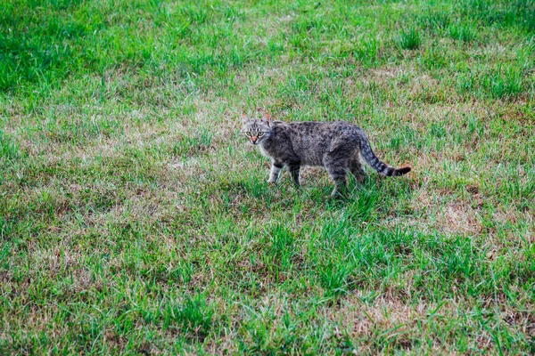 grey wild cat on green grass