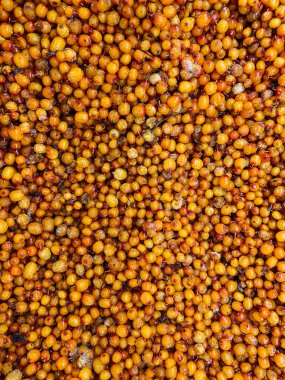 Arkaplan gibi yemek için bir sürü olgun, lezzetli Buckthornforuse.