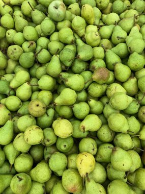 Armut gibi yemek için bir sürü tatlı armut.