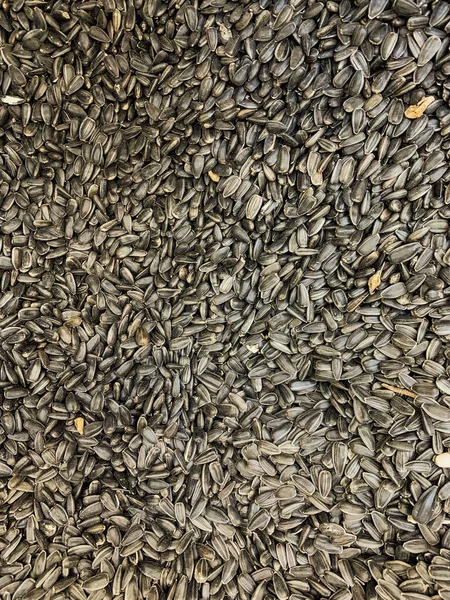 Lots Dried Sunflower Seeds Eating Background — Stock Photo, Image