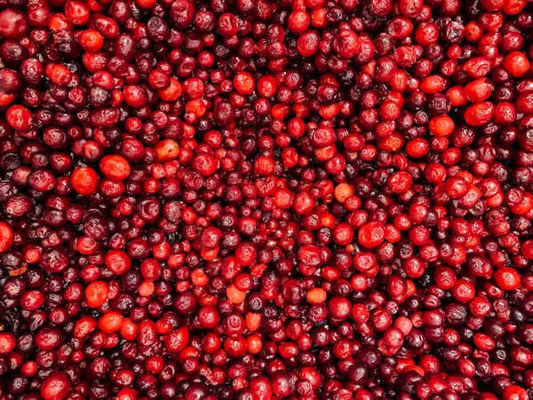 Dużo dojrzałych owoców czerwonych jagód do jedzenia jak tło — Zdjęcie stockowe