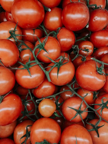 Viele rote reife Tomaten zum Kochen — Stockfoto