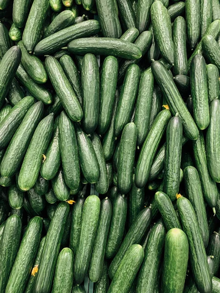 Lots of ripe green cucumber vegetables for cooking the background — Stock Photo, Image