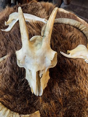 Keçi kafatası arka plan olarak hayvanların derisinde yatar.