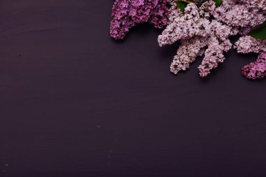 bahar çiçekleri koyu bir arka planda çiçek açıyor.