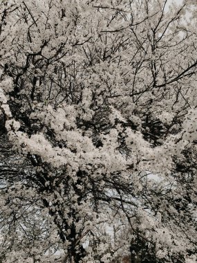 Çiçek açan beyaz ağaçlar arka plandaki çiçekler gibidir.