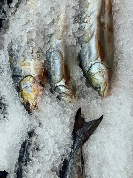 Lotes de peixe fresco para cozinhar como o fundo — Fotografia de Stock