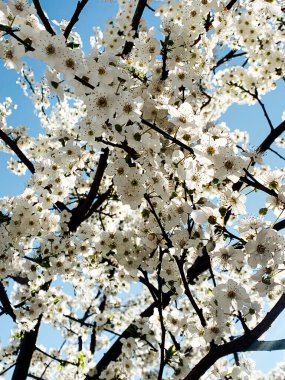 Çiçek açan bahar ağacının beyaz çiçekleri ve mavi gökyüzü