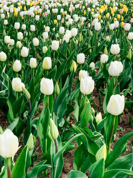 Feld holländischer Tulpen mit verschiedenen Frühlingsblumen — Stockfoto