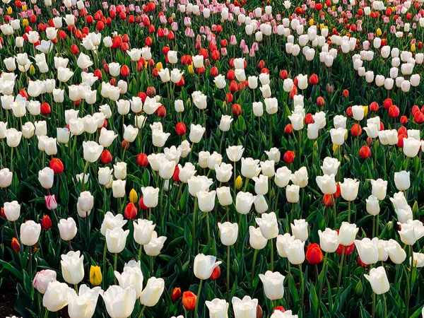 Campo de tulipanes holandeses de diferentes flores de primavera —  Fotos de Stock