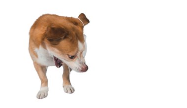 Köpek beyaz arka planda izole edilmiş. Saldırgan ya da korkmuş köpek