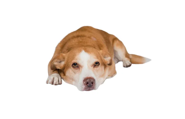 Красивая Собака Лежит Изолированы Белом Фоне — стоковое фото