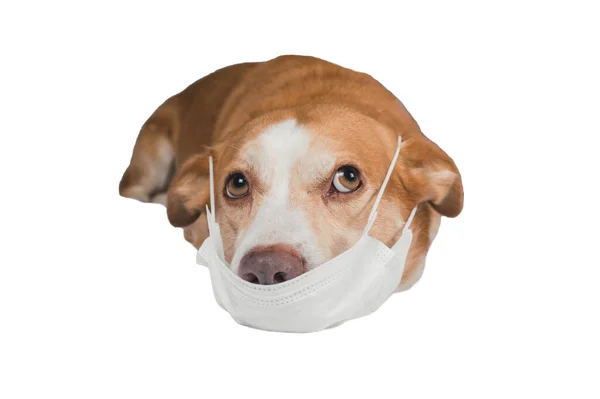 Cão Com Uma Máscara Médica Isolado Fundo Brilhante Coronavírus Doença — Fotografia de Stock