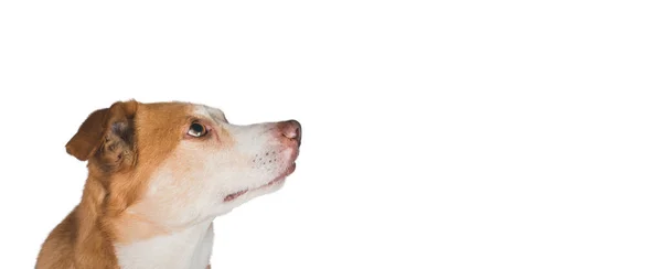 Собачья Голова Изолирована Белом Фоне — стоковое фото