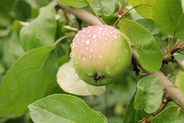 Appelboomgaard Appels Zijn Rijp Oekraïense Boomgaarden Achtergrond Met Takken Van — Stockfoto