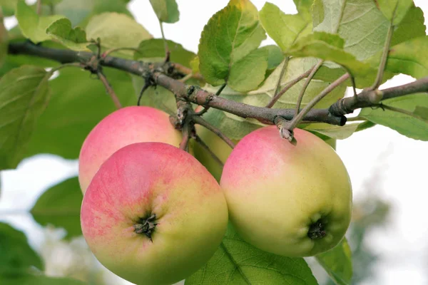 Apple Gyümölcsöskert Alma Érett Ukrán Gyümölcsösökben Háttér Ágak Almafák Telefon — Stock Fotó