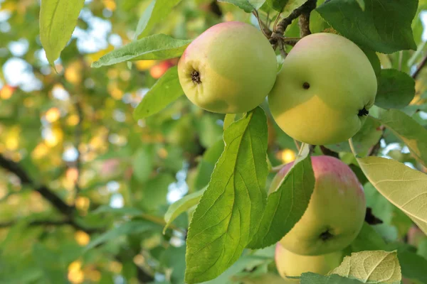 Huerto Manzanas Las Manzanas Están Maduras Los Huertos Ucranianos Fondo — Foto de Stock
