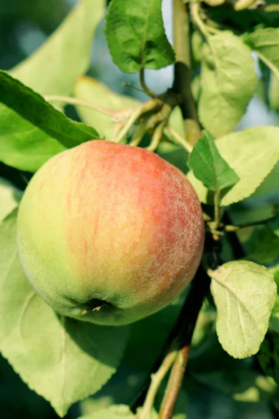 과수원 사과는 우크라이나어 과수원에서 익는다 전화번호부와 태블릿을 사과나무 가지를 배경으로 — 스톡 사진