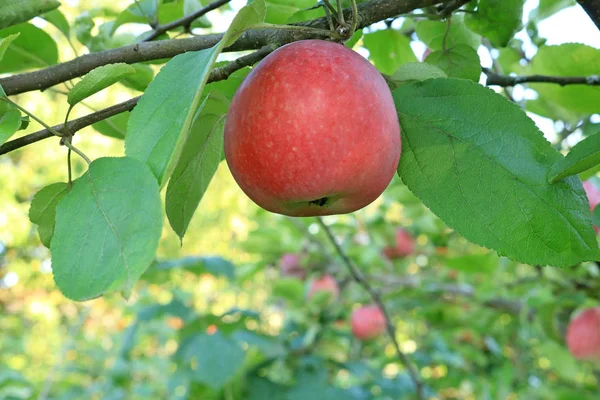 Jabłkowy Sad Jabłka Dojrzewają Ukraińskich Sadach Tło Gałęziami Jabłoni Telefonu — Zdjęcie stockowe