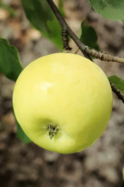 과수원 사과는 우크라이나어 과수원에서 익는다 전화번호부와 태블릿을 사과나무 가지를 배경으로 — 스톡 사진