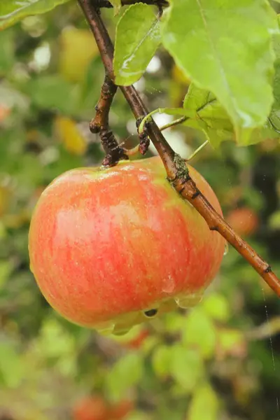 Huerto Manzanas Las Manzanas Están Maduras Los Huertos Ucranianos Fondo — Foto de Stock