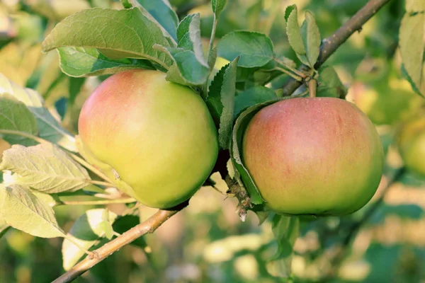 Jabłkowy Sad Jabłka Dojrzewają Ukraińskich Sadach Tło Gałęziami Jabłoni Telefonu — Zdjęcie stockowe