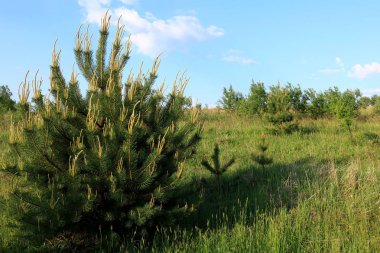 Ukrayna 'nın orman doğası. Yaz güneşli bir sabah. Ternopil 'deki orman manzarası. Genç orman ağaçları. Telefon ve tabet için orman manzaralı bir arka plan. 