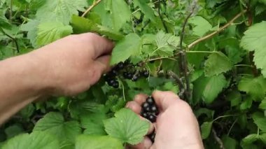 Frenk üzümü. Ukrayna bahçelerinde frenk üzümü hasadı. Frenk üzümlerinin yaz sıcağı. Ukrayna bahçelerinde güneşli bir yaz günü. 
