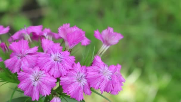 Gilliflower Farfalla Raccoglie Nettare Garofano Rosa Bouuquet Garofani Arancioni Mattina — Video Stock