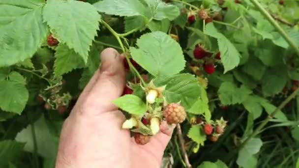 Himbeeren Himbeersammlung Den Gärten Der Ukraine Sommerernte Ukrainischen Gärten Video — Stockvideo