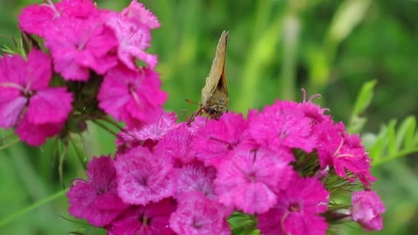 ジリフラワー蝶はピンクのカーネーションに蜜を集める オレンジのカーネーションの花束 4月の晴れた夏の朝 オレンジのカーネーションでビデオ ウクライナの植物や花の王国 4月の朝の鳥のさえずり — ストック動画