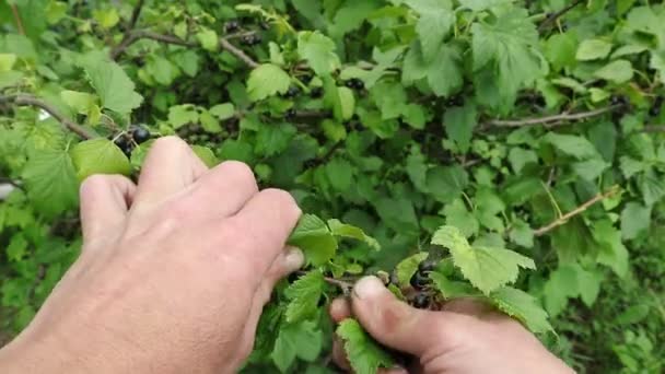 Rybízové Bobule Sklizeň Rybízových Bobulí Zahradách Ukrajiny Letní Sběr Rybízových — Stock video