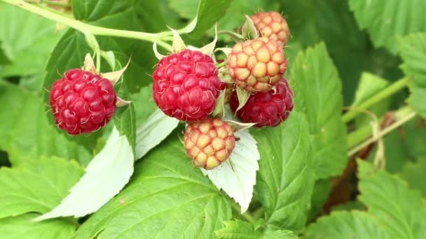 Framboesas Coleção Framboesas Nos Jardins Ucrânia Colheita Verão Jardins Ucranianos — Vídeo de Stock