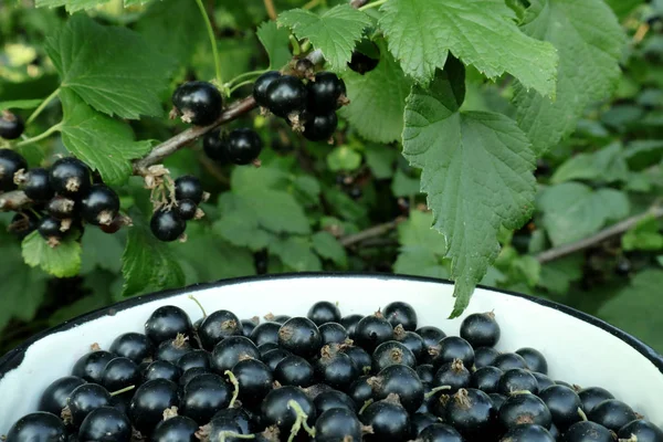 Beri Kismis Hitam Panen Berry Kebun Ukraina Memanen Black Currant — Stok Foto