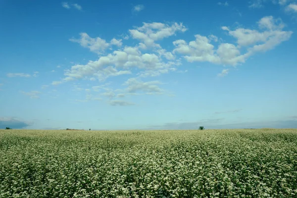 Paisagem Com Campo Fagópiro Florescente Céu Azul Sobre Campo Trigo — Fotografia de Stock