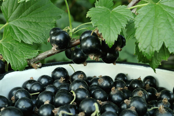 Black currant berries. Berry harvest in Ukrainian gardens. Harvesting of black currant. Background with collected for phone and tablet. Berries of currant are ripe in the gardens of Ukraine. Natural juices and blackcurrant compotes. 