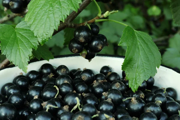 Black currant berries. Berry harvest in Ukrainian gardens. Harvesting of black currant. Background with collected for phone and tablet. Berries of currant are ripe in the gardens of Ukraine. Natural juices and blackcurrant compotes.