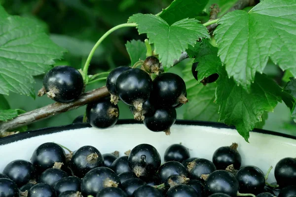 Black currant berries. Berry harvest in Ukrainian gardens. Harvesting of black currant. Background with collected for phone and tablet. Berries of currant are ripe in the gardens of Ukraine. Natural juices and blackcurrant compotes.