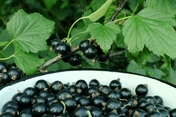 Black currant berries. Berry harvest in Ukrainian gardens. Harvesting of black currant. Background with collected for phone and tablet. Berries of currant are ripe in the gardens of Ukraine. Natural juices and blackcurrant compotes.