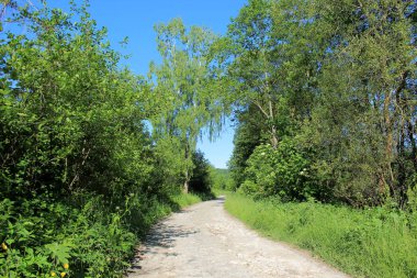 Yeşil ağaçların arasında taş yol. Mavi gökyüzü, yeşil orman ve taş yol. Telefon ve tablet için yaz doğası olan bir geçmiş. Batı Ukrayna 'da yaz manzarası. Taş orman yolu. Orman yolunda seyahat ederken.