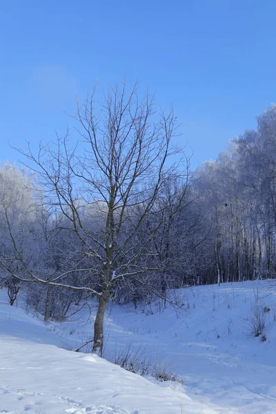 Μπλε Ουρανός Και Χιονισμένα Δέντρα Πρώτο Χιόνι Πρώτη Αγάπη Στα — Φωτογραφία Αρχείου