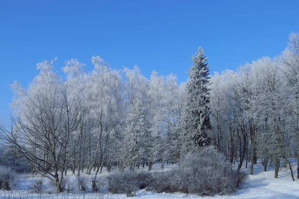 Cielo Azul Árboles Cubiertos Nieve Primera Nieve Como Primer Amor —  Fotos de Stock