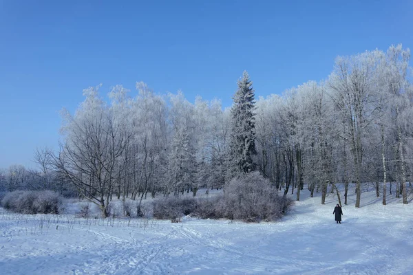 Blue Sky Snow Covered Trees First Snow First Love Forests — Stock Photo, Image