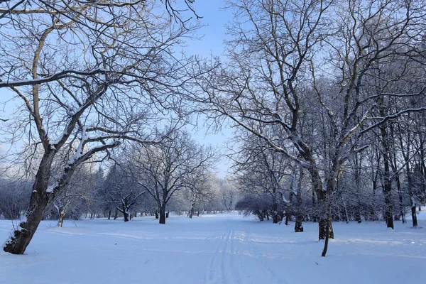 Céu Azul Árvores Cobertas Neve Primeira Neve Como Primeiro Amor — Fotografia de Stock