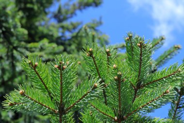 Kozalaklı ve taze kozalaklı kozalaklı kozalaklı kozalaklı parlak yeşil iğneler. Kozalaklı ağaç yaprakları. Telefon ve tablet için ladin iğneli bir arka plan. Metin için arka plan. Sonsuza kadar yeşil ladin. Gökyüzü arkaplanındaki dallar. 