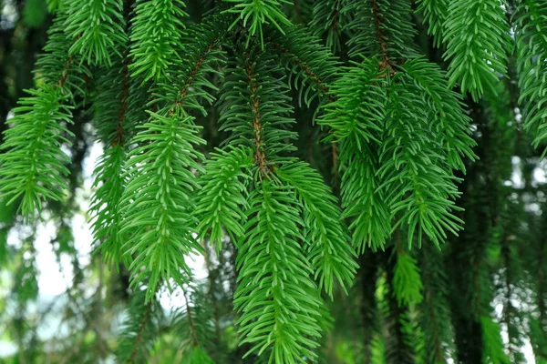 Coniferous Branhes Cones Fresh Bright Buds Bright Green Needles Conifers — Stock Photo, Image
